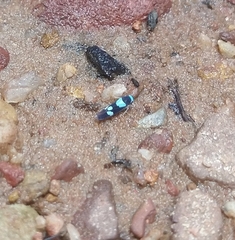 Macugonalia leucomelas