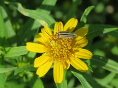 Chauliognathus scriptus