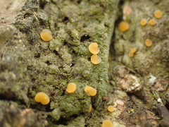 Coenogonium luteum