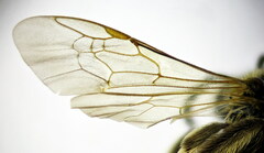 Lasioglossum zonulus