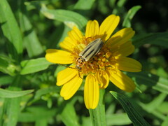 Chauliognathus scriptus