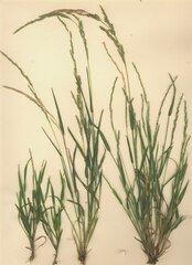 Muhlenbergia mexicana