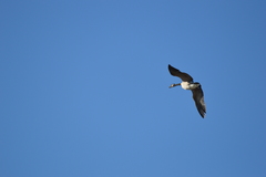 Branta canadensis