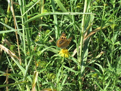 Junonia genoveva hilaris