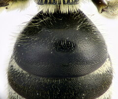 Lasioglossum zonulus