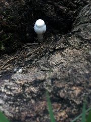 Fungi
