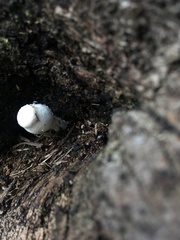 Fungi