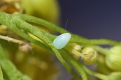 Euchloe simplonia