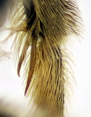 Lasioglossum zonulus