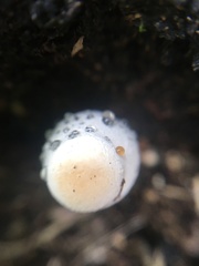 Fungi