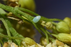 Euchloe simplonia