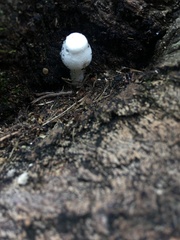 Fungi