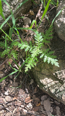 Eucrypta chrysanthemifolia