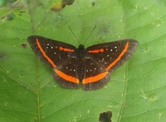 Amarynthis meneria