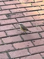 Machetornis rixosa