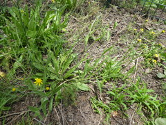 Senecio