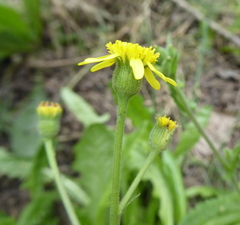 Senecio