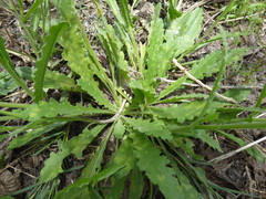 Senecio