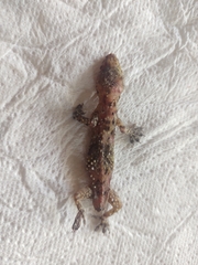 Hemidactylus turcicus