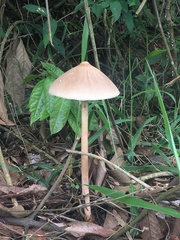 Macrolepiota capelariae