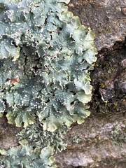 Punctelia subrudecta