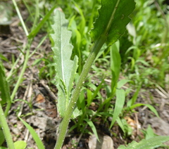 Senecio