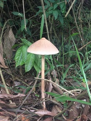 Macrolepiota capelariae