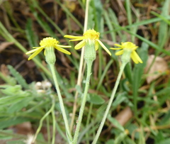 Senecio