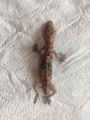 Hemidactylus turcicus