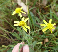 Senecio