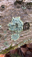 Punctelia subrudecta