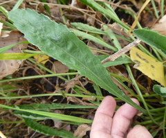 Senecio