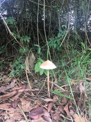 Macrolepiota capelariae