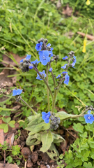 Cynoglossum amabile