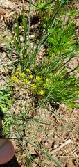 Lomatium ambiguum