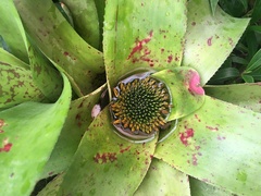 Neoregelia