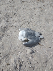 Larus californicus