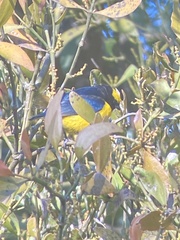 Euphonia luteicapilla