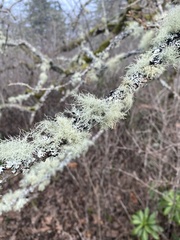 Usnea subfloridana