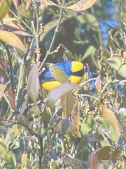 Euphonia luteicapilla
