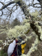 Usnea subfloridana
