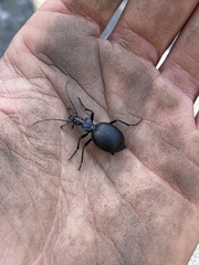 Scaphinotus interruptus