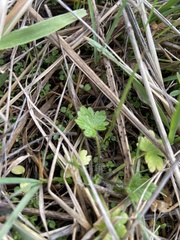 Ranunculus occidentalis