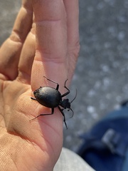 Scaphinotus interruptus
