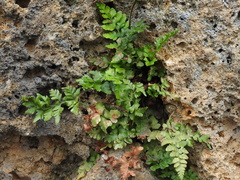 Asplenium adiantum-nigrum