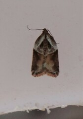 Acleris maculidorsana