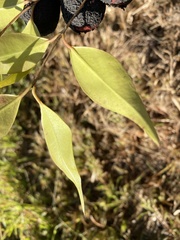 Austropuccinia psidii