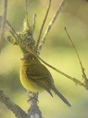 Empidonax flavescens