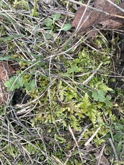 Brachythecium albicans