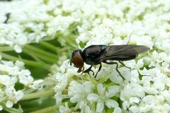 Chrysogaster solstitialis